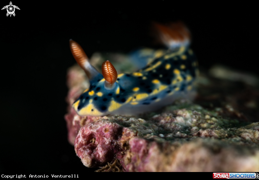 A Hypselodoris infucata nudibranch