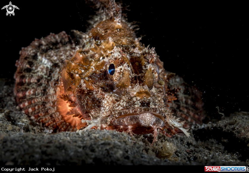 A Lionfish