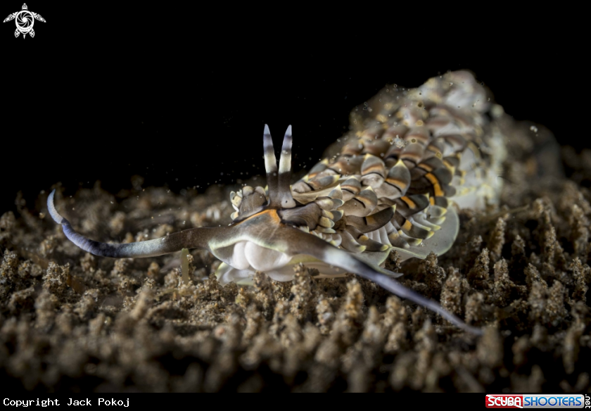 A Cerberilla affinis