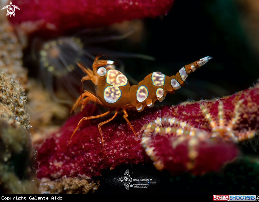 A Sexy Shrimp