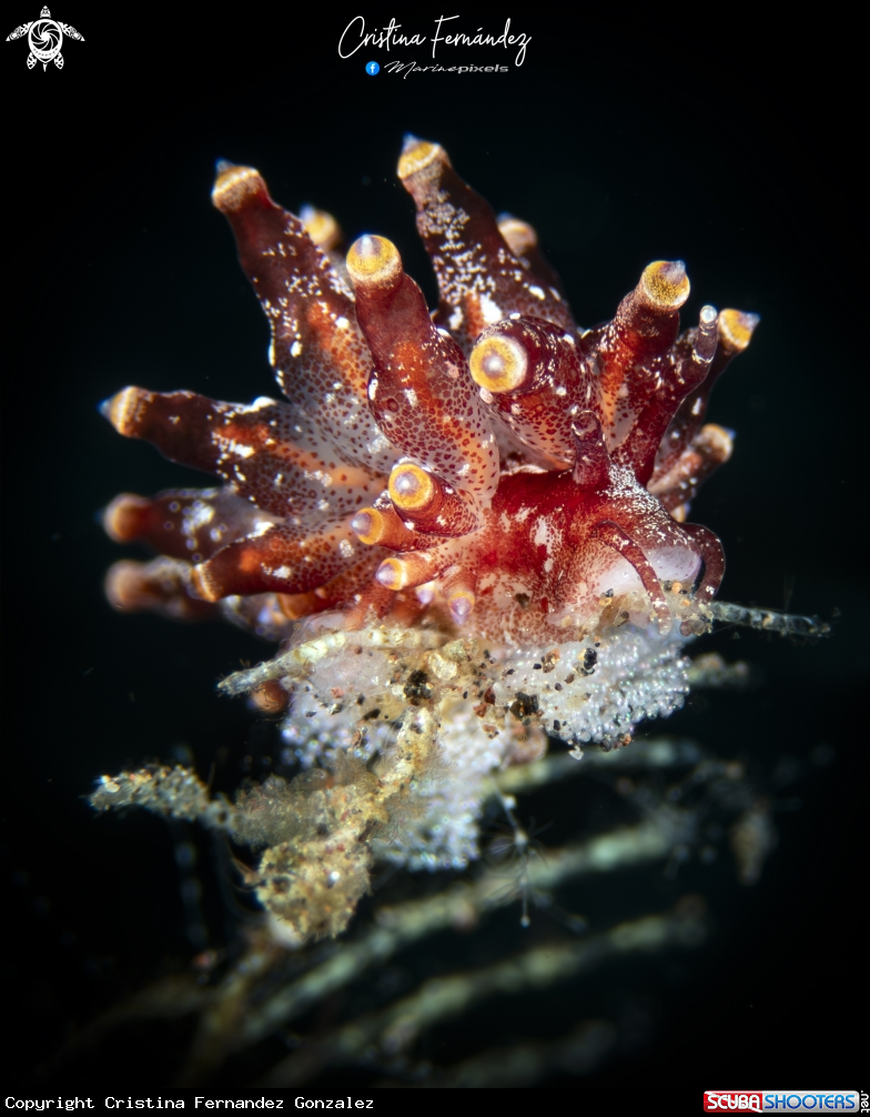 A Nudibranch