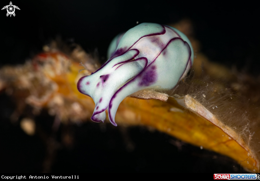 A Lamprohaminoea ovalis