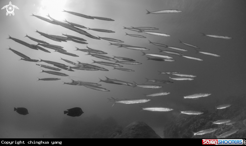 A barracuda