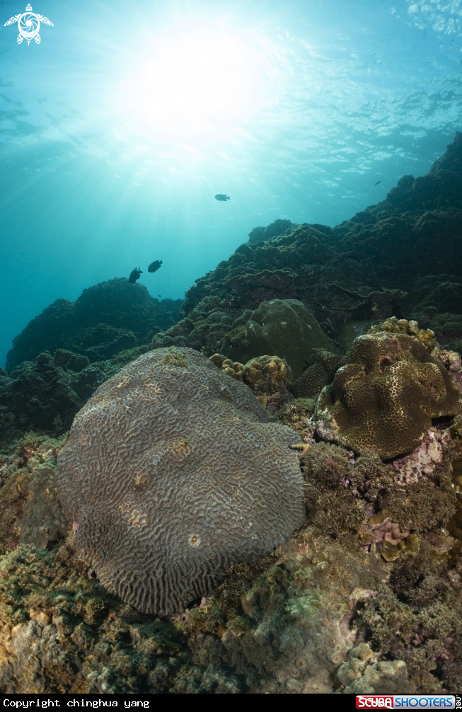 A coral