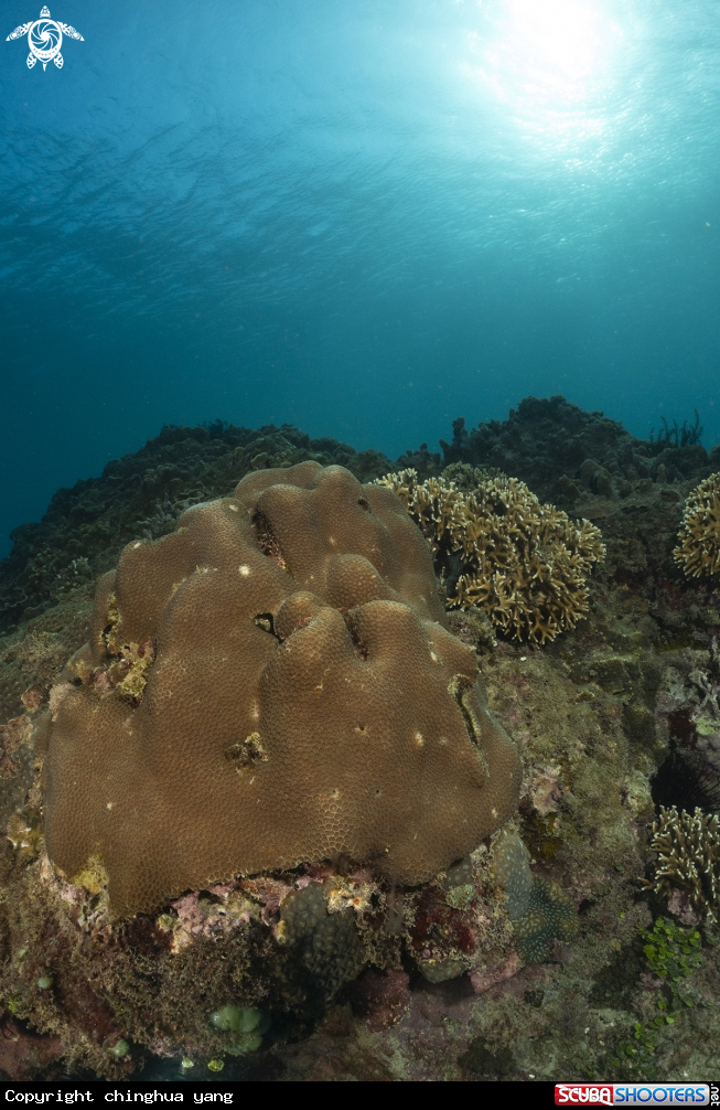 A coral