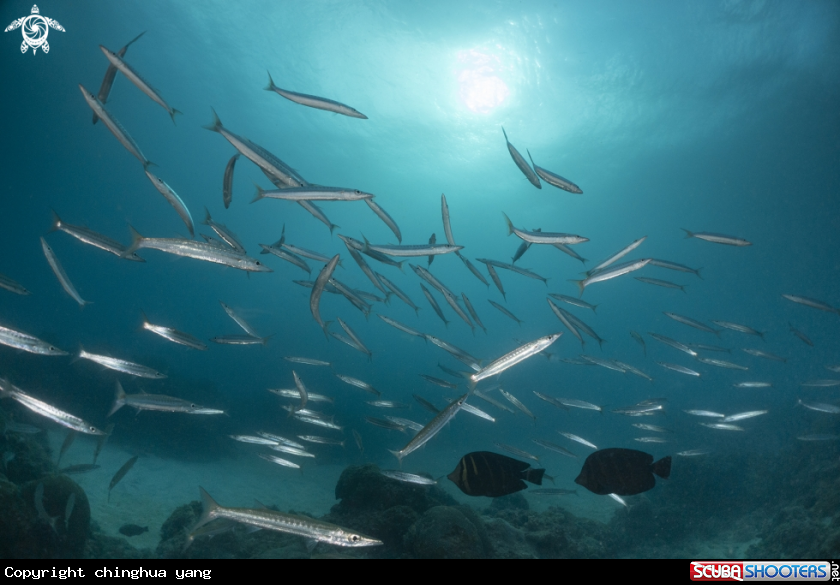 A barracuda