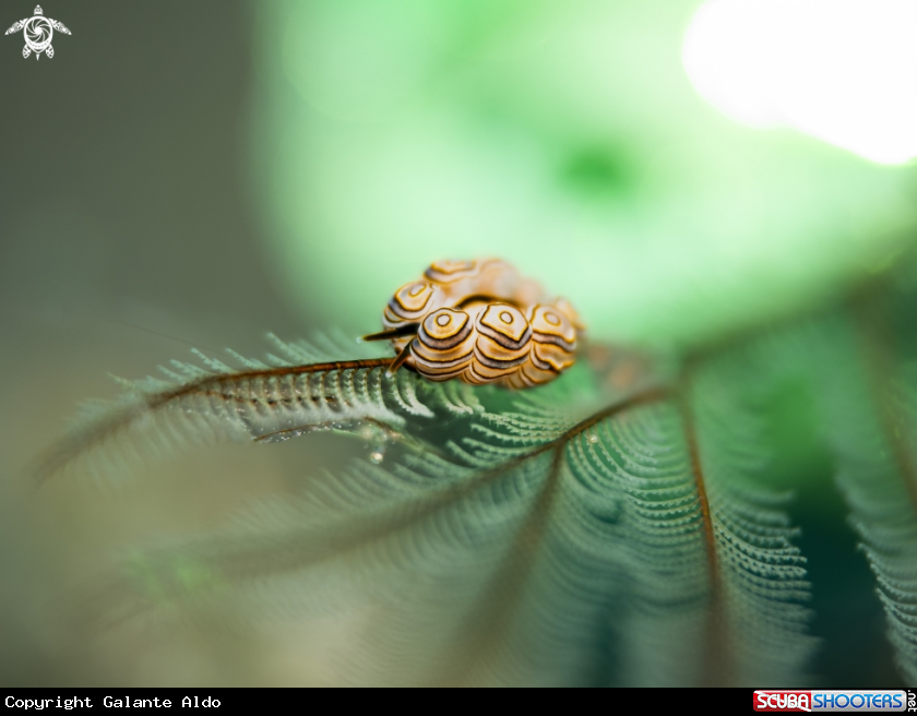 A Doto Sea Slug