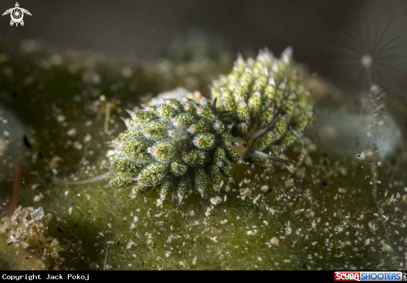 A Costasiella kuroshimae