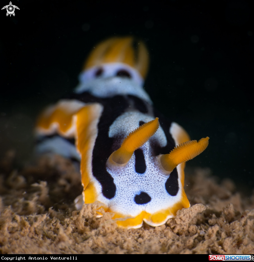 A Anna's Chromodoris nudibranch