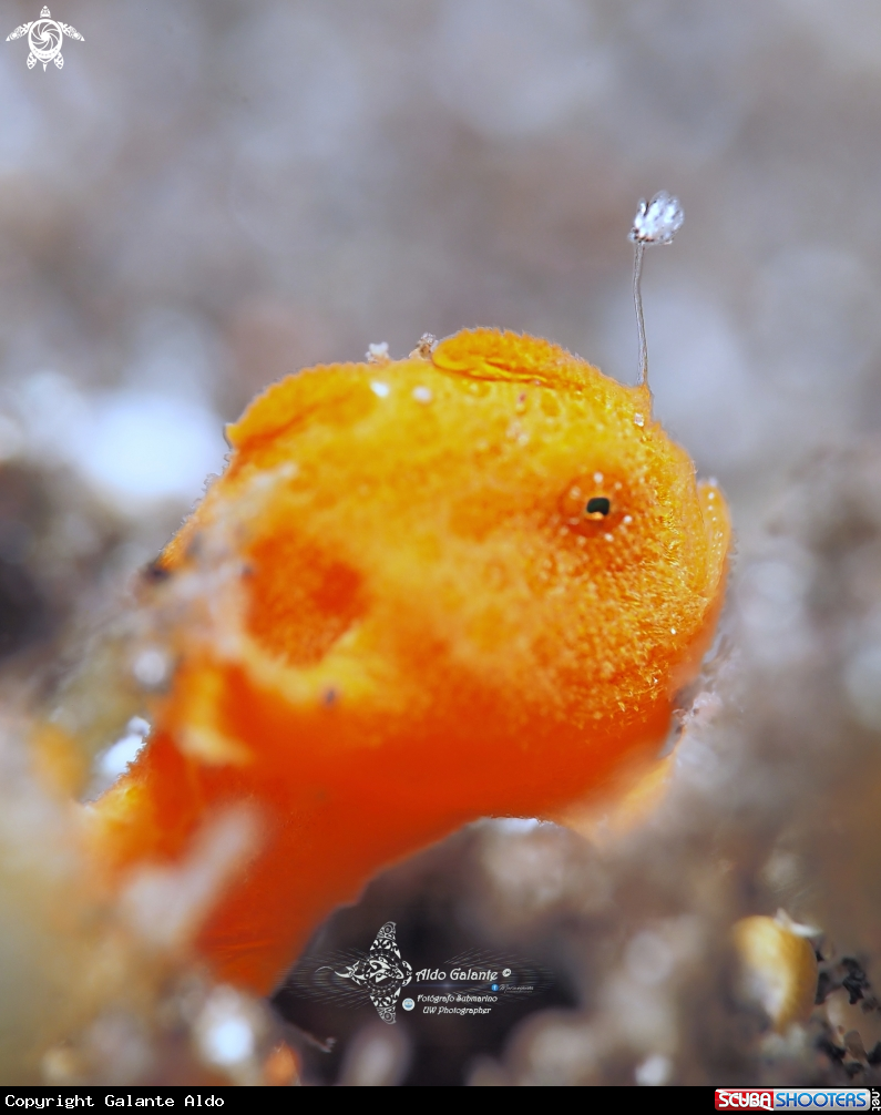 A Frogfish