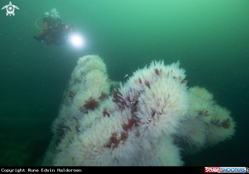 A Sea Squirts