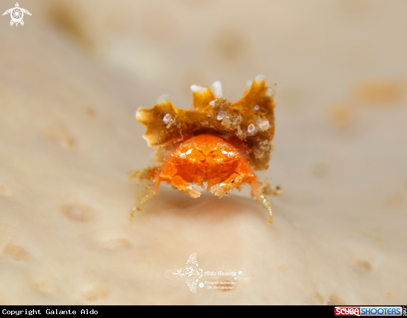 A Juvenil Crab