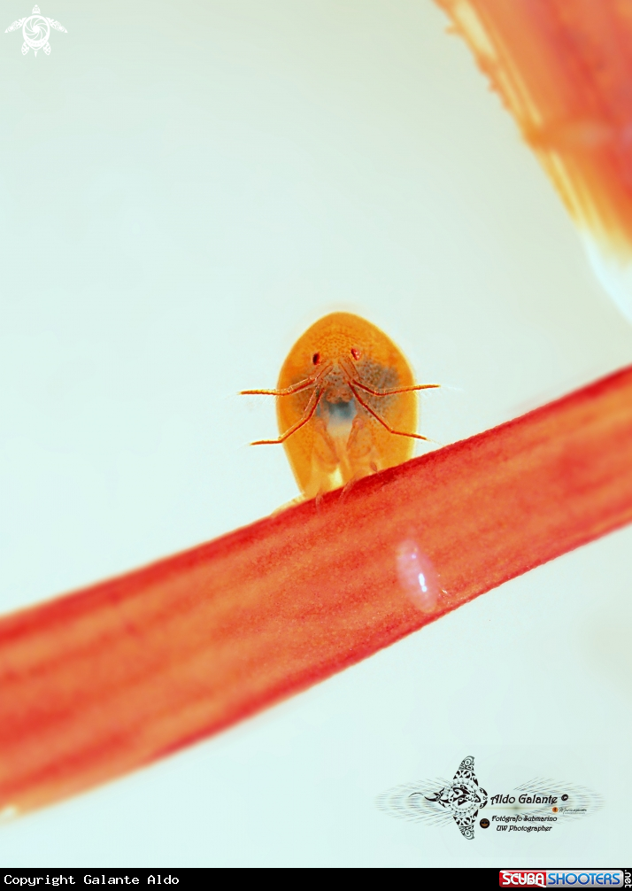 A Orange Ladybug