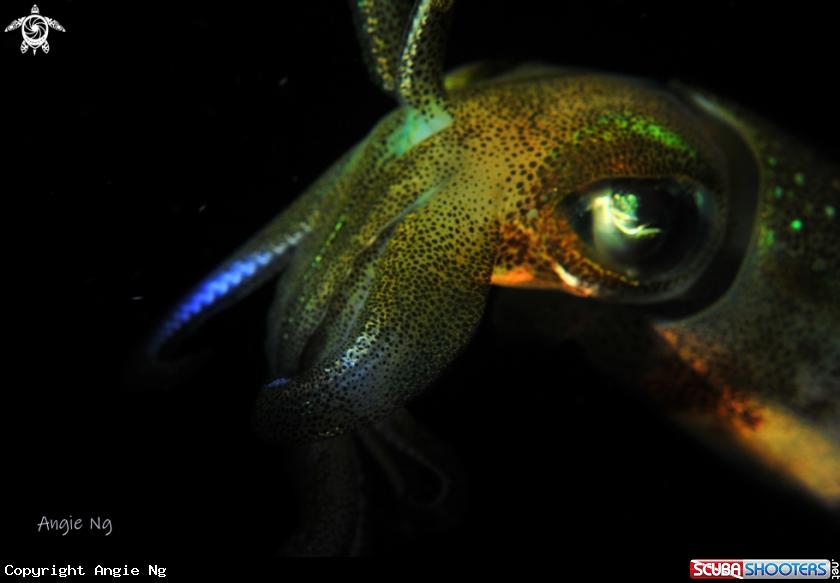 A Squid