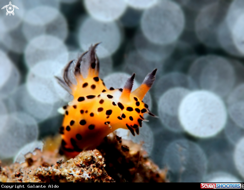 A Nudibranch