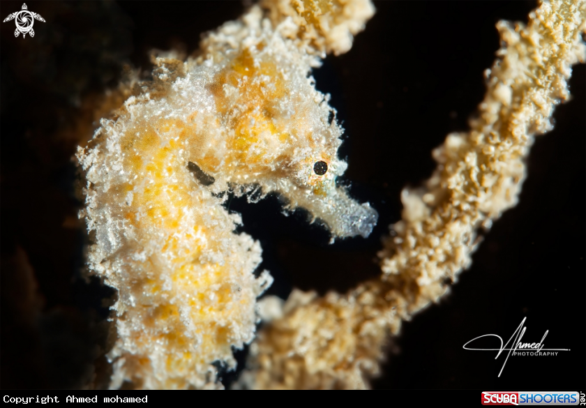 A Sea Horse