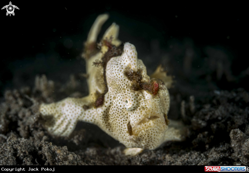 A Painted Frogfish