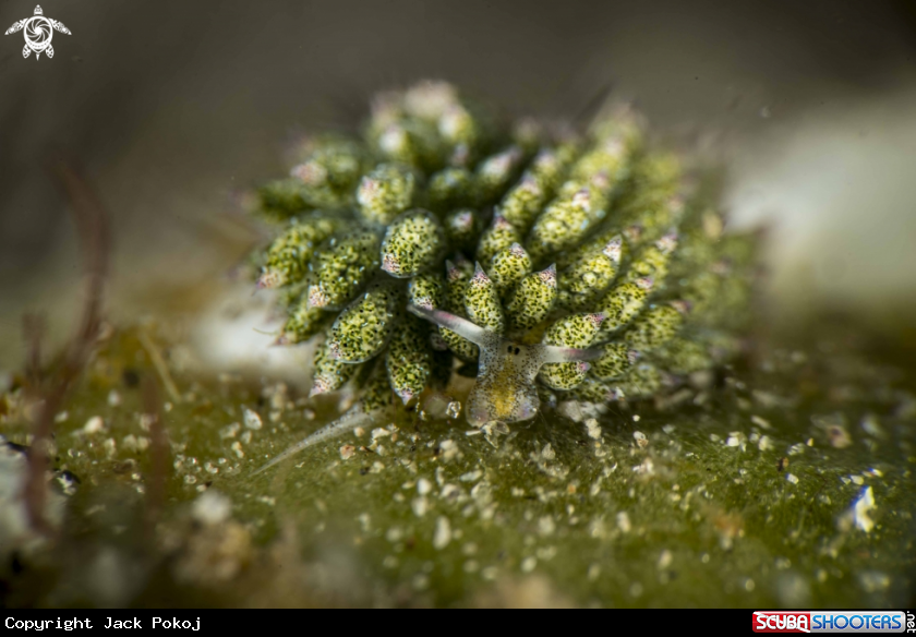 A Costasiella kuroshimae