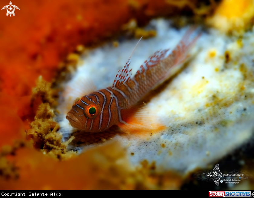 A Tiger Goby - Ribbon Reef Goby (14-19 mm / 0.55-0.74 Inch) 
