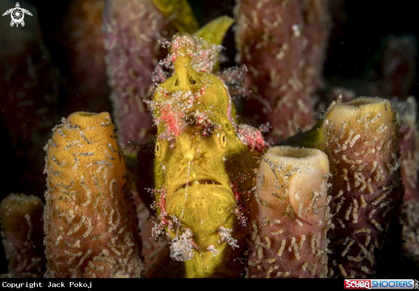 A Painted Frogfish