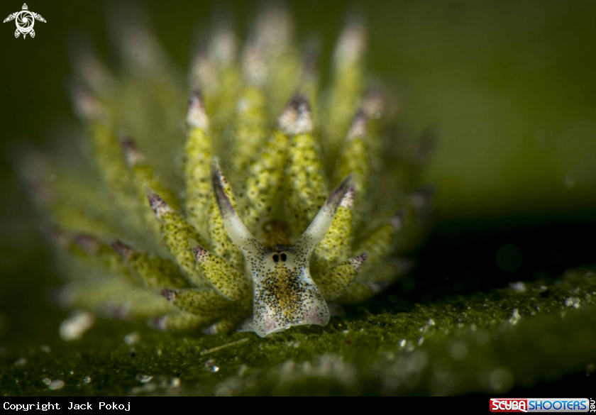 A Costasiella kuroshimae