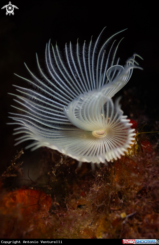 A Protula tubularia