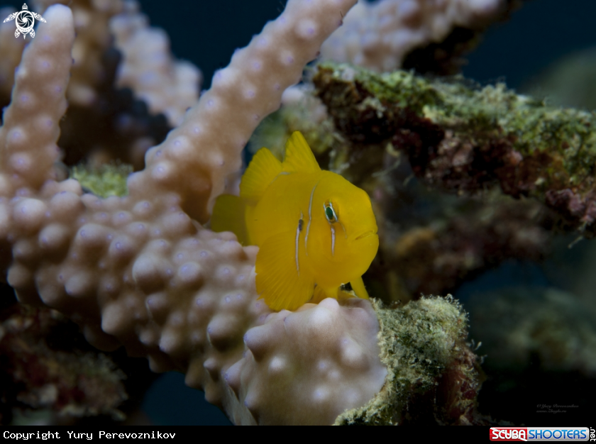 A Yellow