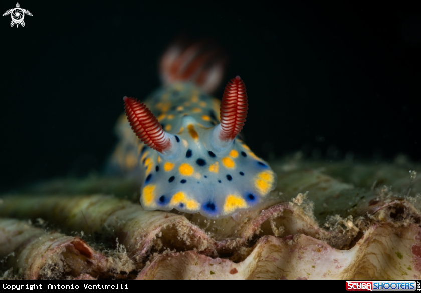 A Hypselodoris infucata nudibranch
