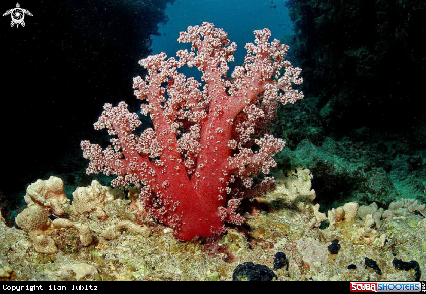 A soft corals