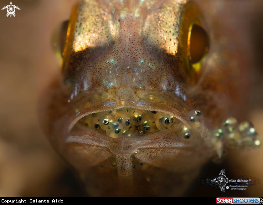 A Cardinal Fish