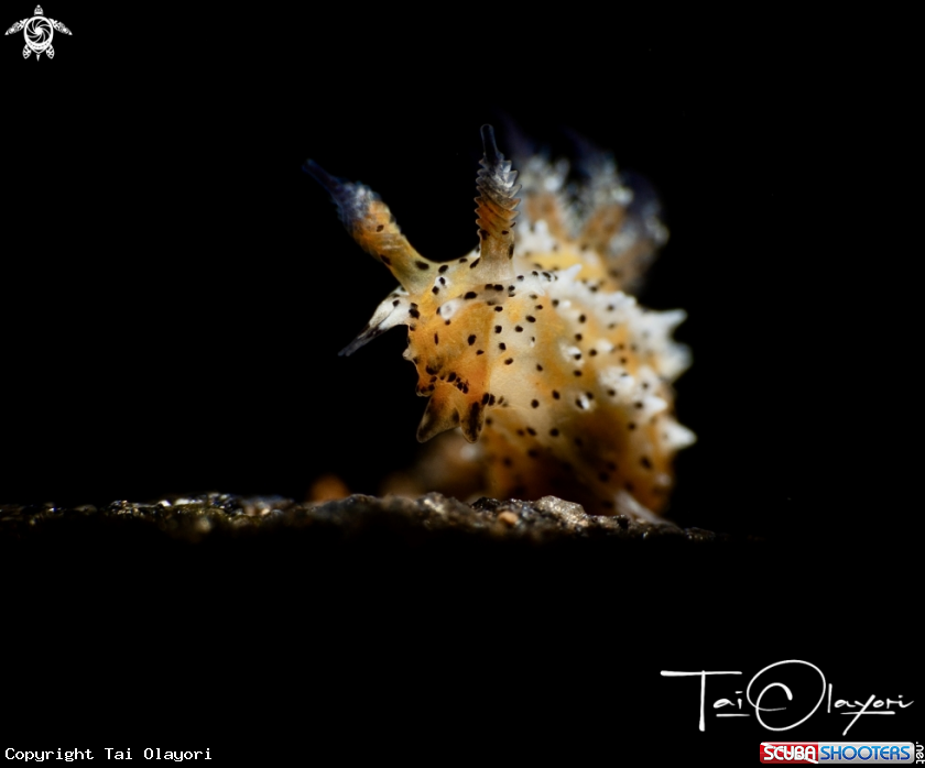 A Polycera abei