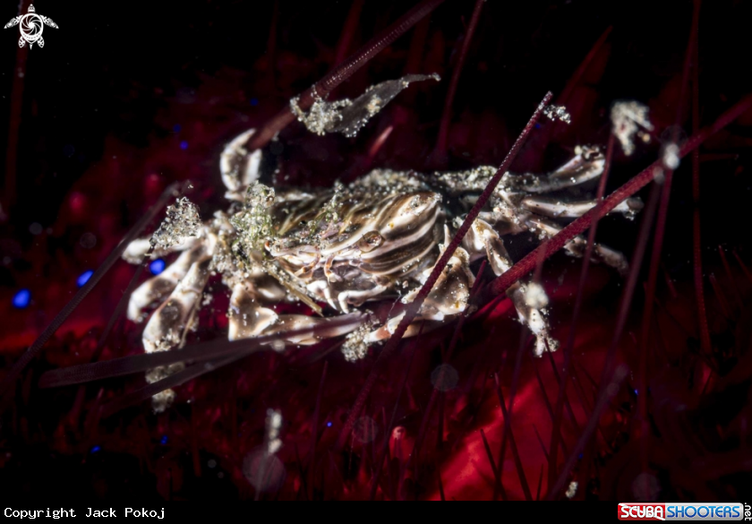 A Zebra Urchin Crab