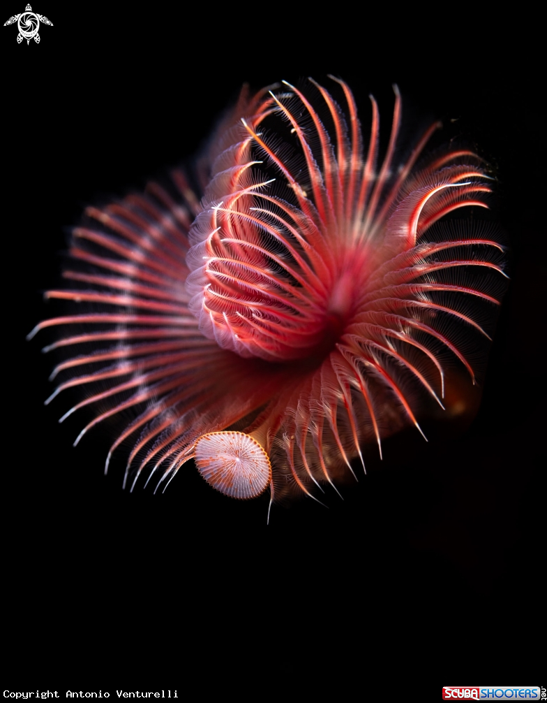 A Serpula vermicularis
