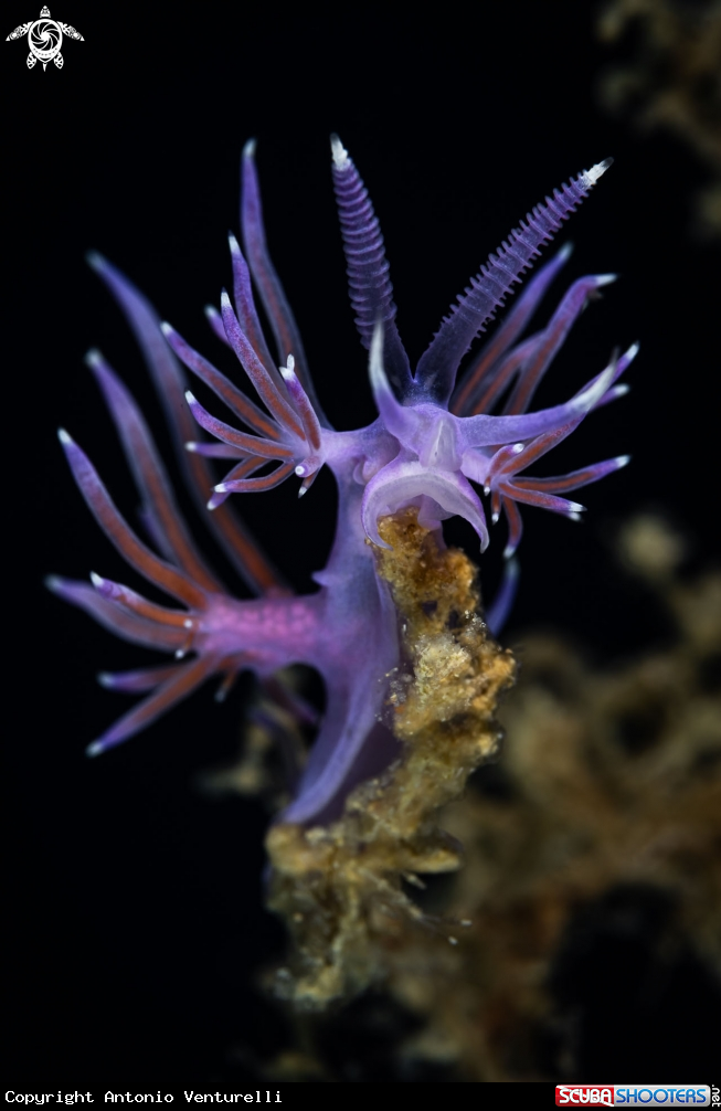 A Flabellina affinis nudibranch