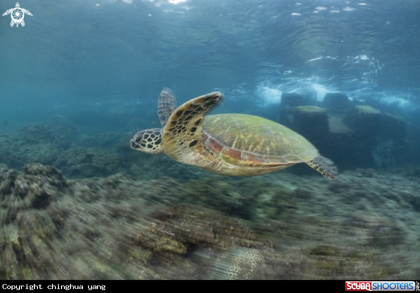 A green turtle