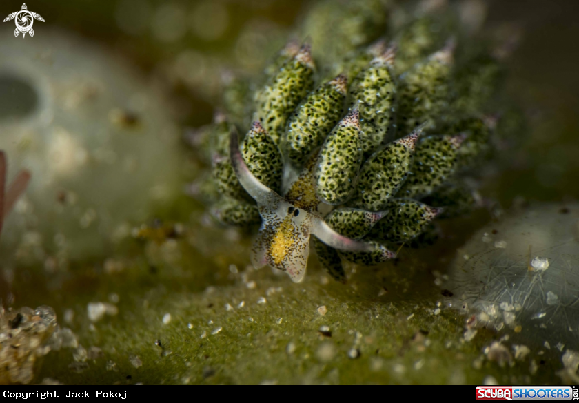 A Costasiella kuroshimae