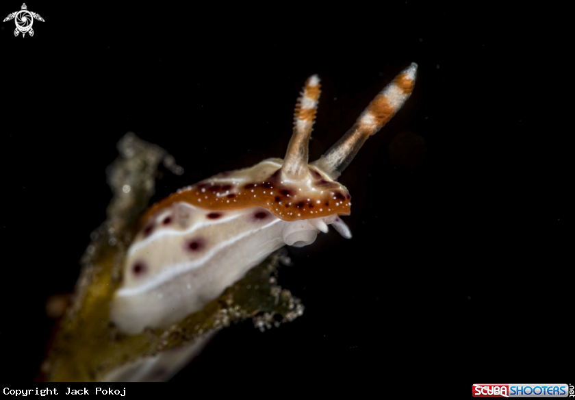 A Hypselodoris decorata