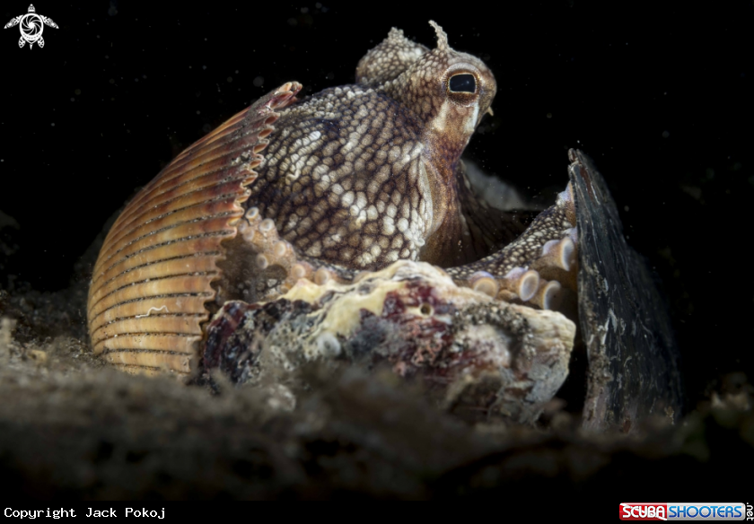 A Coconut Octopus