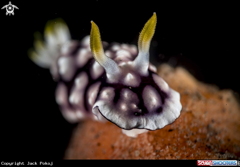 A Goniobranchus geometricus