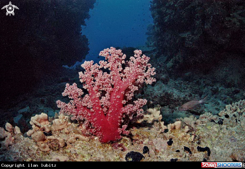 A soft corals