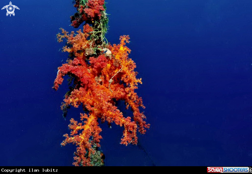 A soft corals
