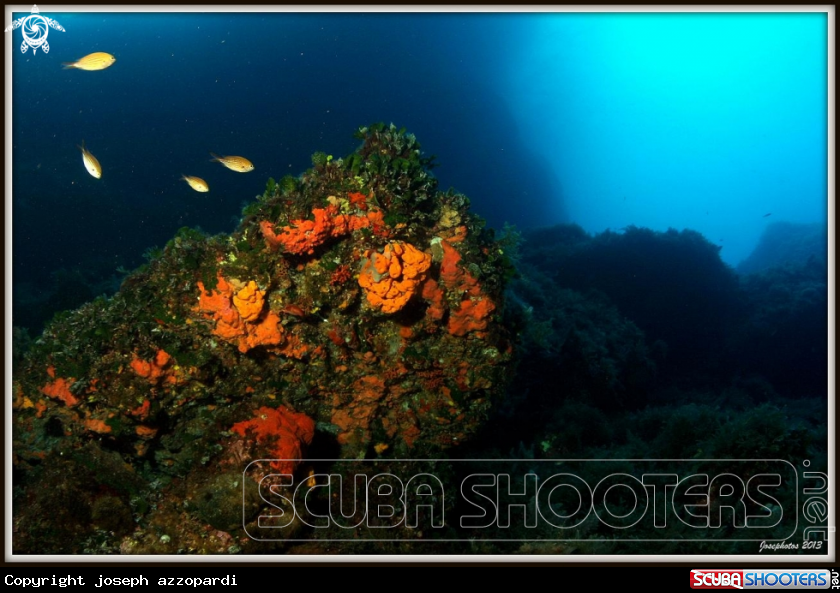 A soft coral