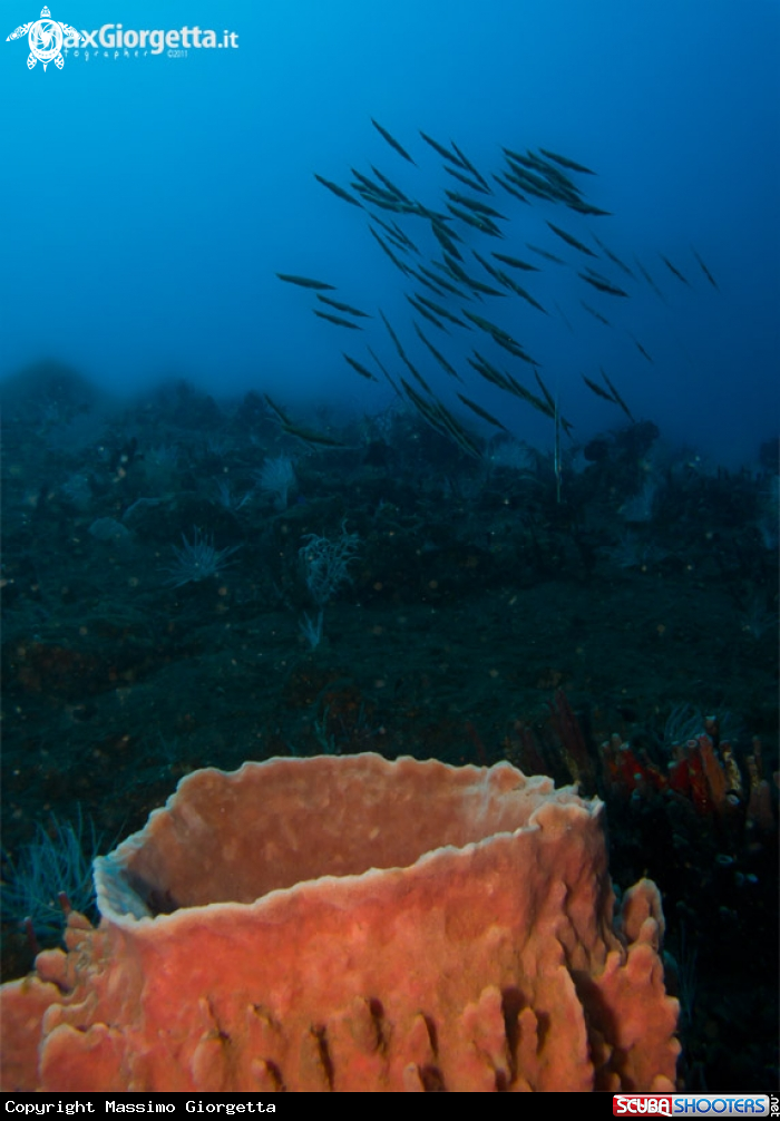 A Razor fish