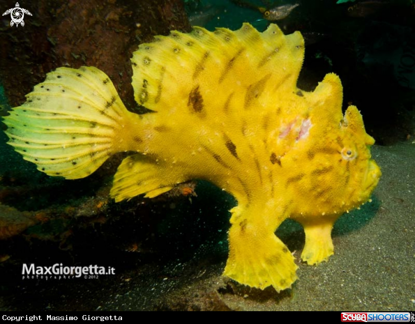 A juvenile yellow frog fish