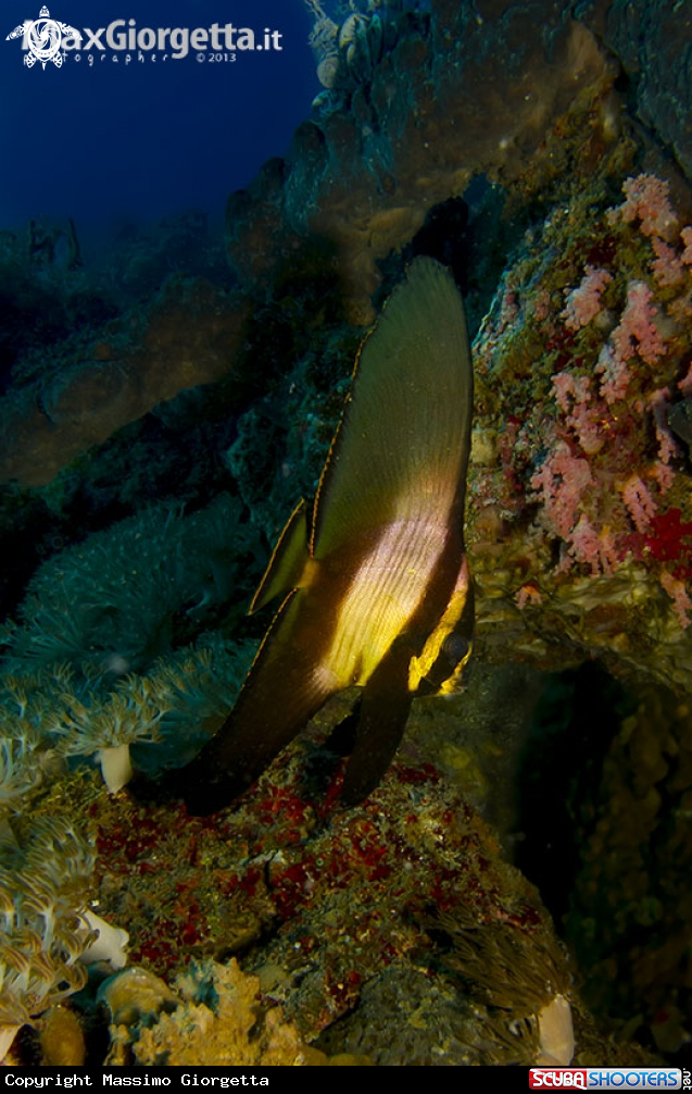 A juvenile platax