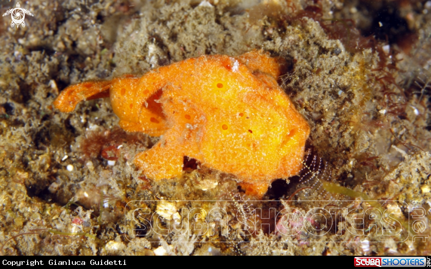 A underwater creature