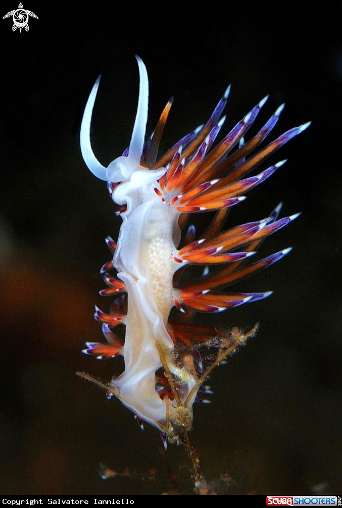 A Cratena peregrina -