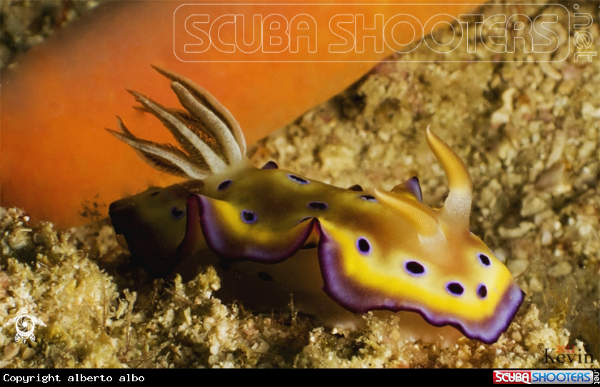 A nudibranqueo