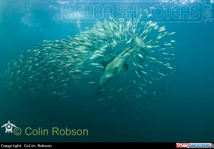 A Sardine