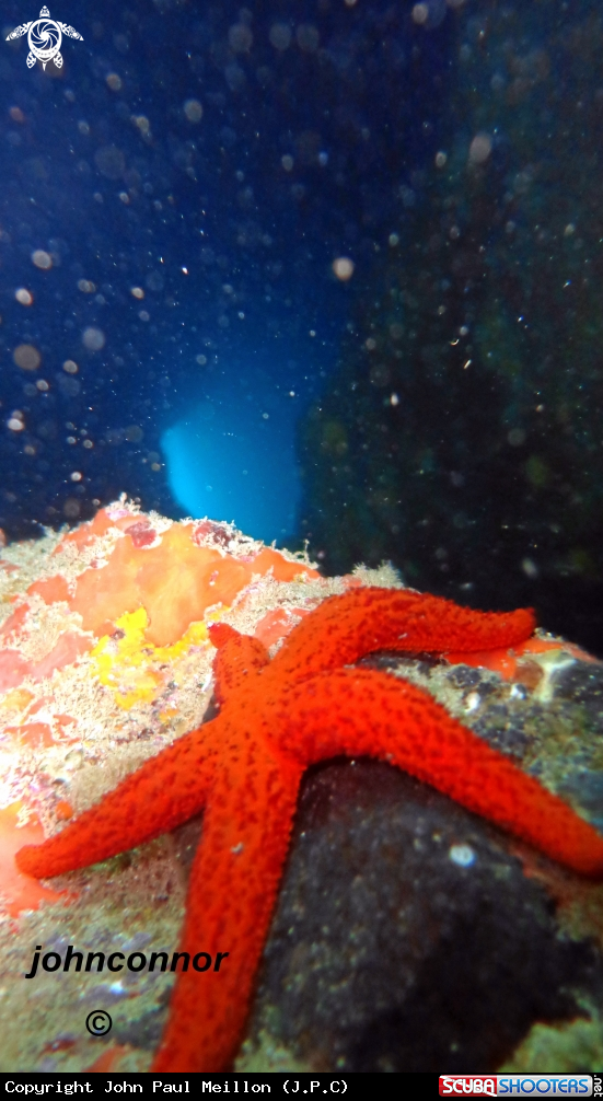 A Etoile de mer rouge